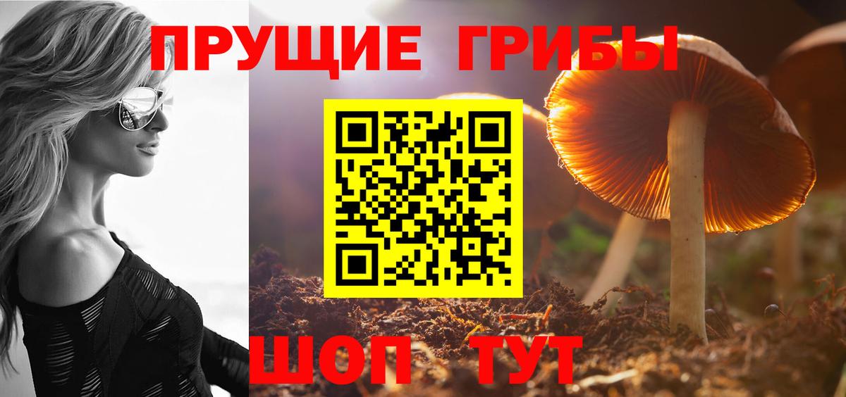 Псилоцибиновые грибы Psilocybe Советская Гавань